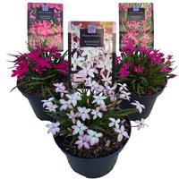 Rhodoxis in varieties