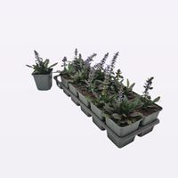 Ajuga reptans Chocolate Chips