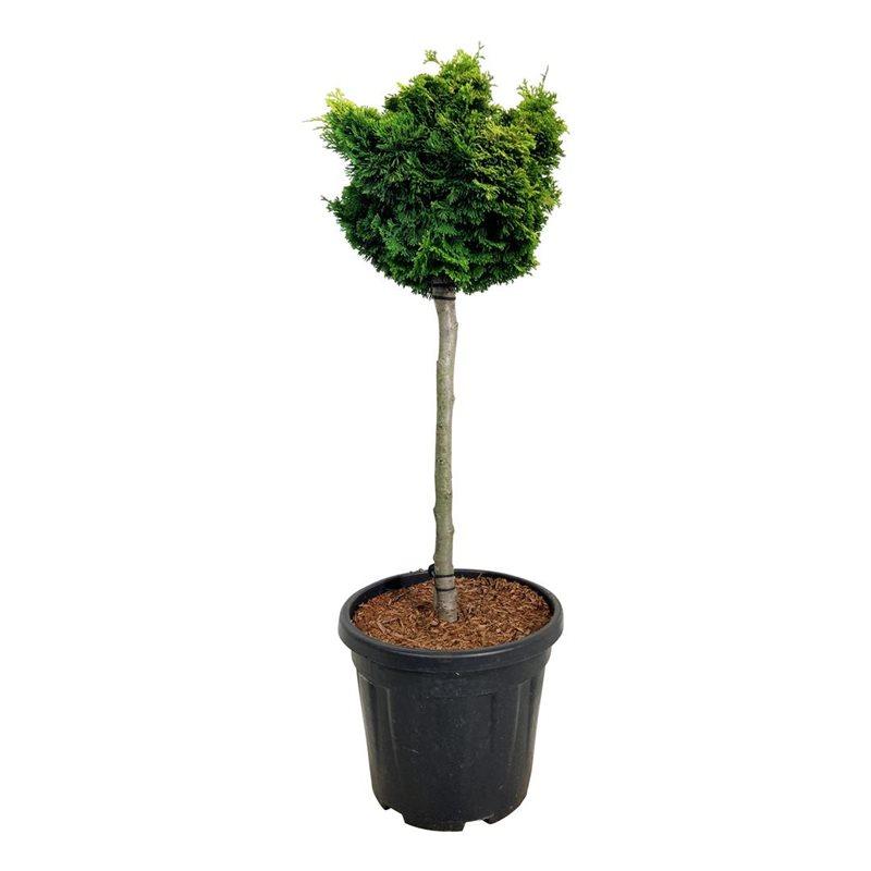 Picture of Chamaecyparis o. Nana Aurea P32 (15 Ltr) 90cm