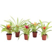 Guzmania in varieties
