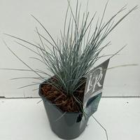 Festuca gl. Elijah Blue