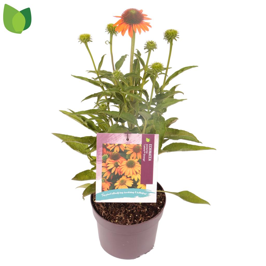 Picture of Echinacea Lakota Orange P17 17cm