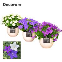 Campanula in varieties Melanie