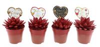 Echeveria miranda red glitter + love label