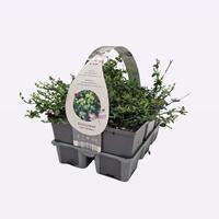 Euonymus fort. Minimus 6-PACKS - Piece × 14 - £ 6.99 Shelf £ 6.82 Trolley