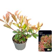 Photinia fra. Red Robin