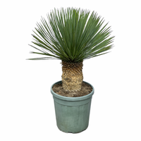 Yucca Rostrata