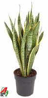 Sansevieria laurentii