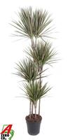 Dracaena Bicolor 120-90-60-30