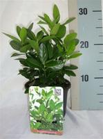 Euonymus japonicus