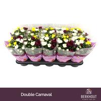 Chrysant Carnaval Double