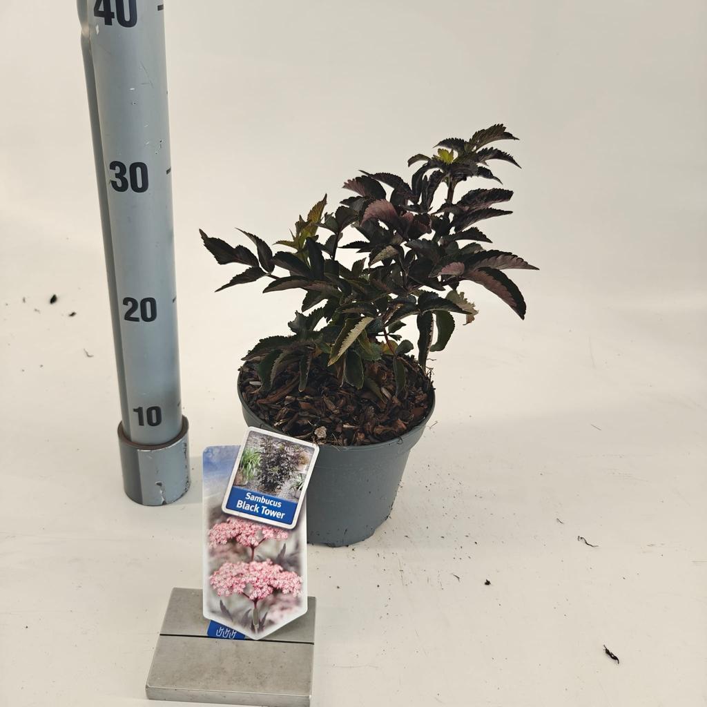 Picture of Sambucus nig. Black Tower P17 (2 Ltr)