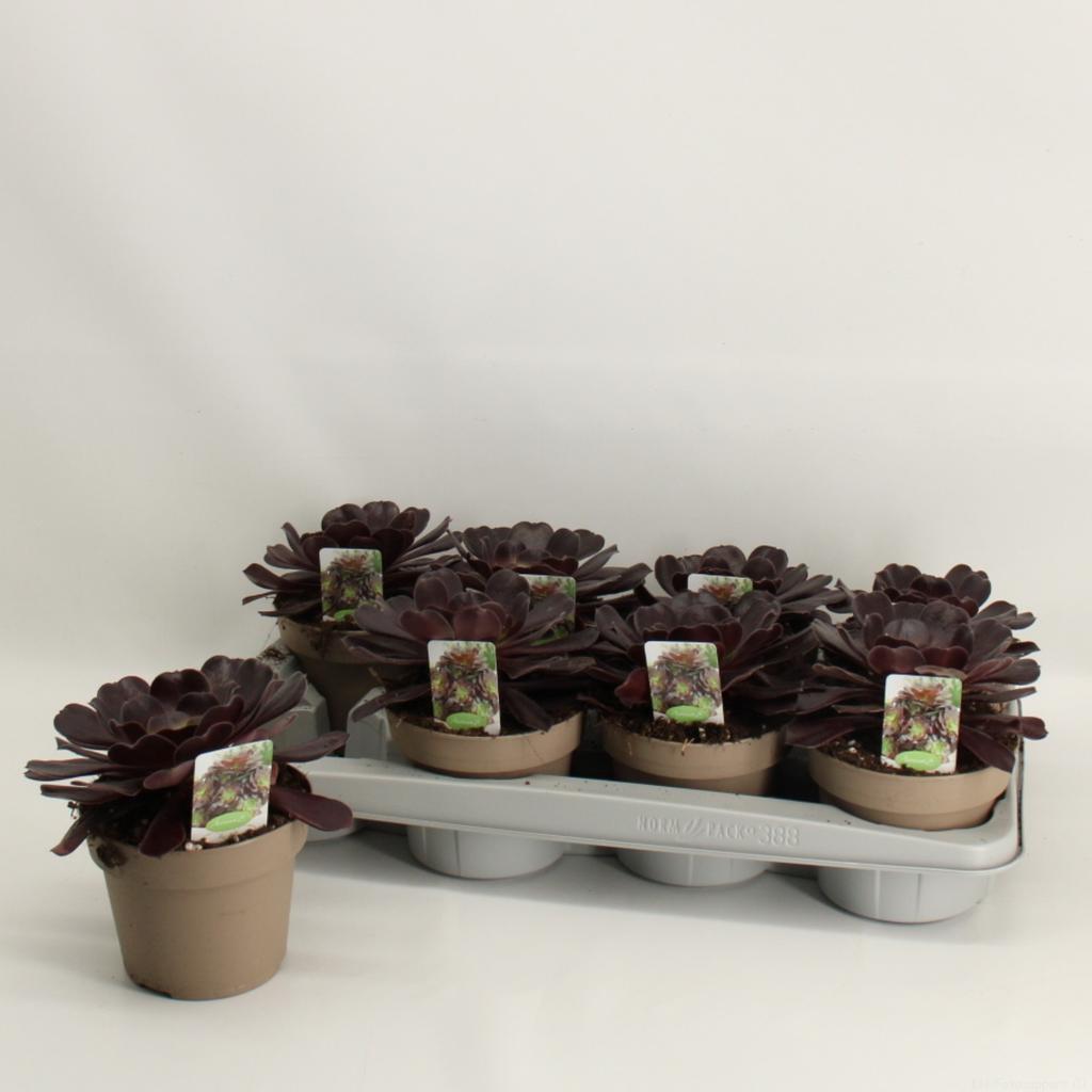 Picture of Aeonium Arboreum P14 25CM