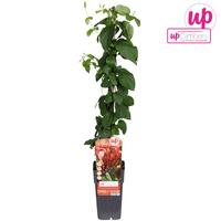 Lonicera per. Belgica
