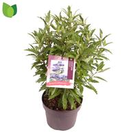 Caryopteris cland. Grand Bleu
