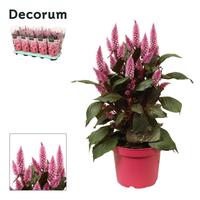 Celosia Merida pink with sleeve