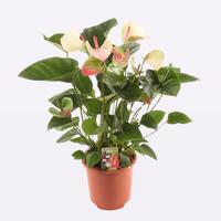 Anthurium Fantasy Love