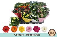 Kalanchoë Double SV.COlour Mix
