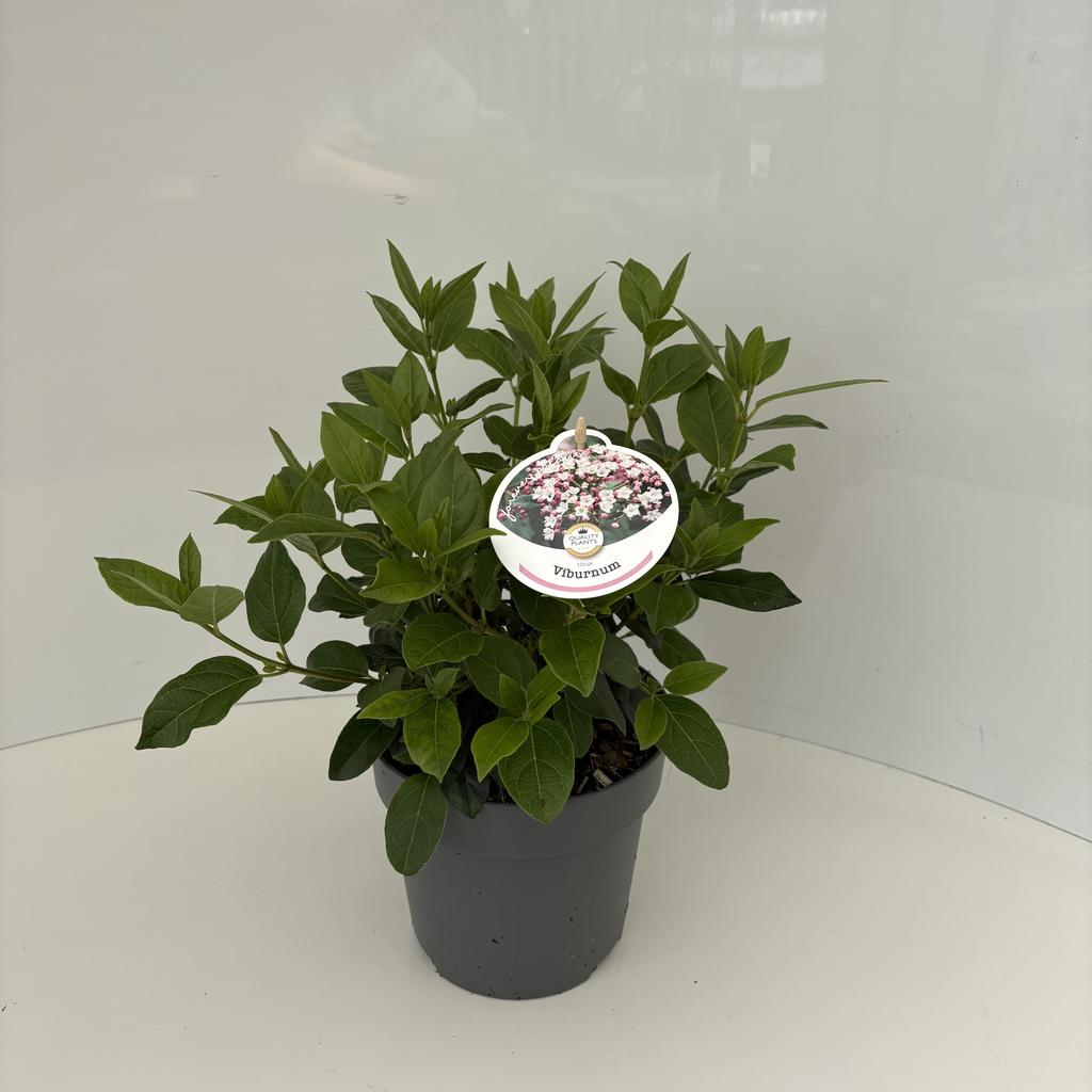 Afbeeldingen van Viburnum tinus P17 (2 Ltr)
