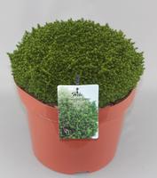 Hebe Emerald Gem