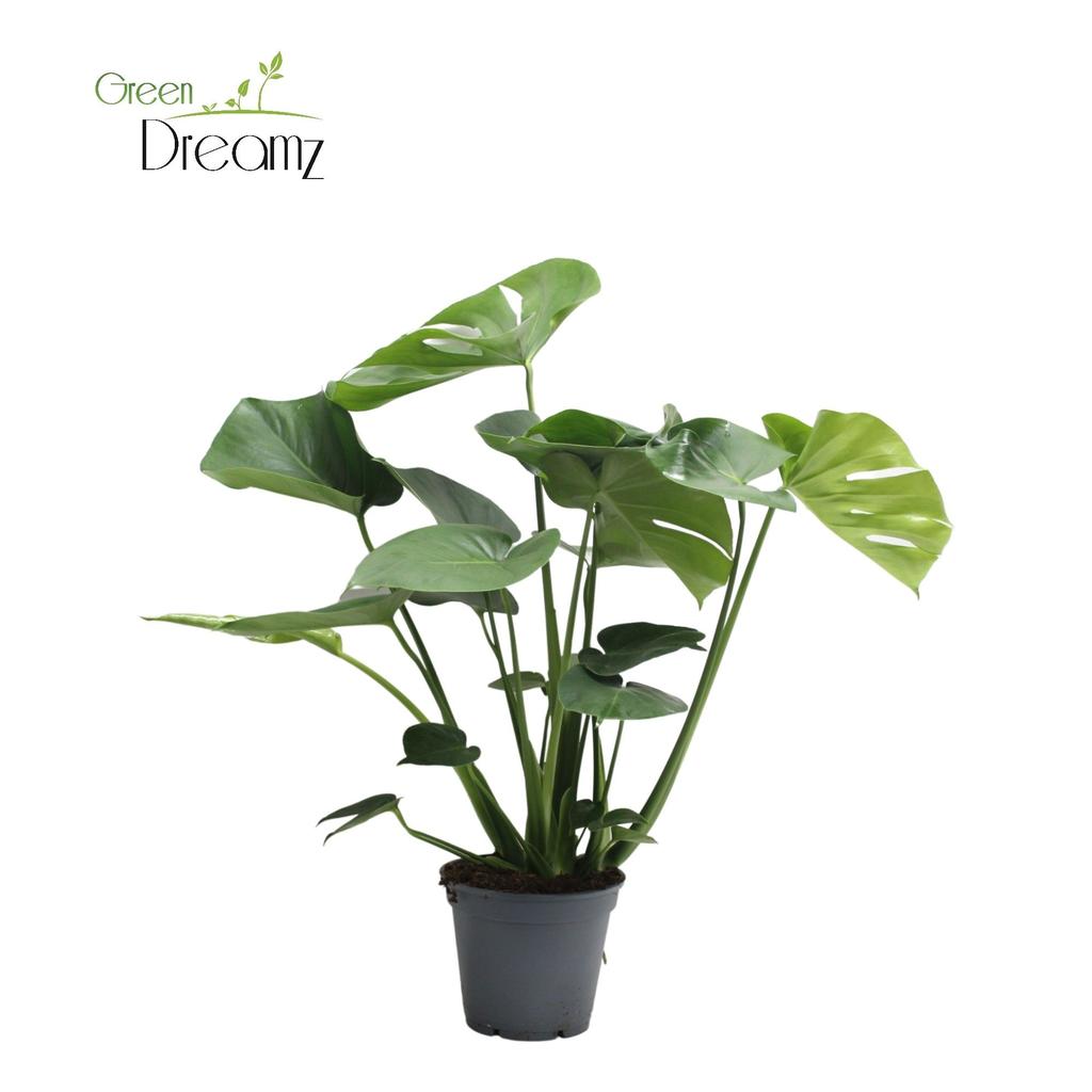 Picture of Monstera Deliciosa Tauerii P17 65CM