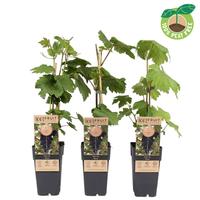 Vitis vin. Venus (seedless)