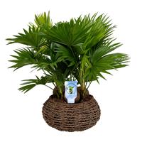 Livistona in caryota basket ASP