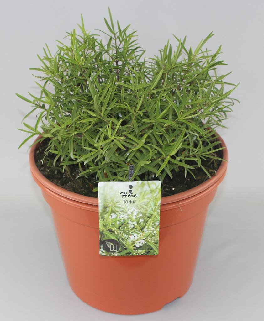 Obrázek Hebe Kirkii P29 (10 Ltr)