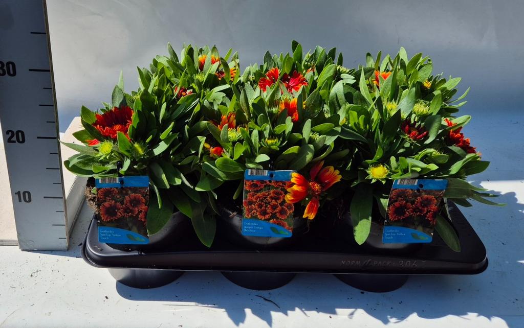 Picture of Gaillardia Spintop in varieties P17 (2 Ltr)
