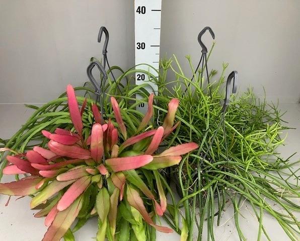 Picture of Rhipsalis in varieties hanging basket P14 30CM