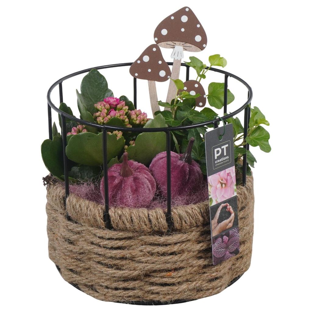 Picture of PTHI5445 Arrangement Autumn Indoor in rope-metal basket P17 21CM