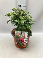 Fuchsia Mrs Popple