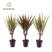 Dracaena Tiny in varieties