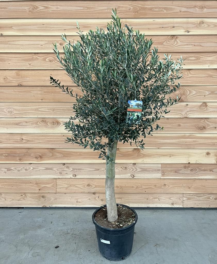 Picture of Olea europaea P45