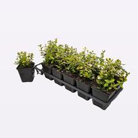 Euonymus fort. Emerald n' Gold'