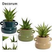 Sansevieria Crown in varieties in Lucy ceramics Top blend-collection