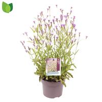 Verbena rig. Venosa