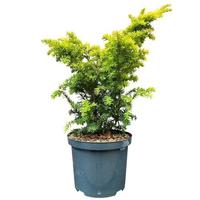 Taxus baccata Kupfergold