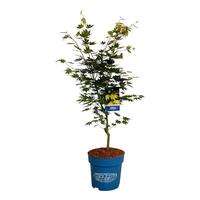 Acer pse. Arctic Jade