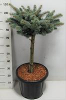 Picea pung. Glauca Globosa