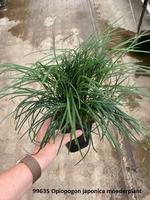 Ophiopogon japonica (