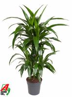 Dracaena Janet Craig 45-carrousel