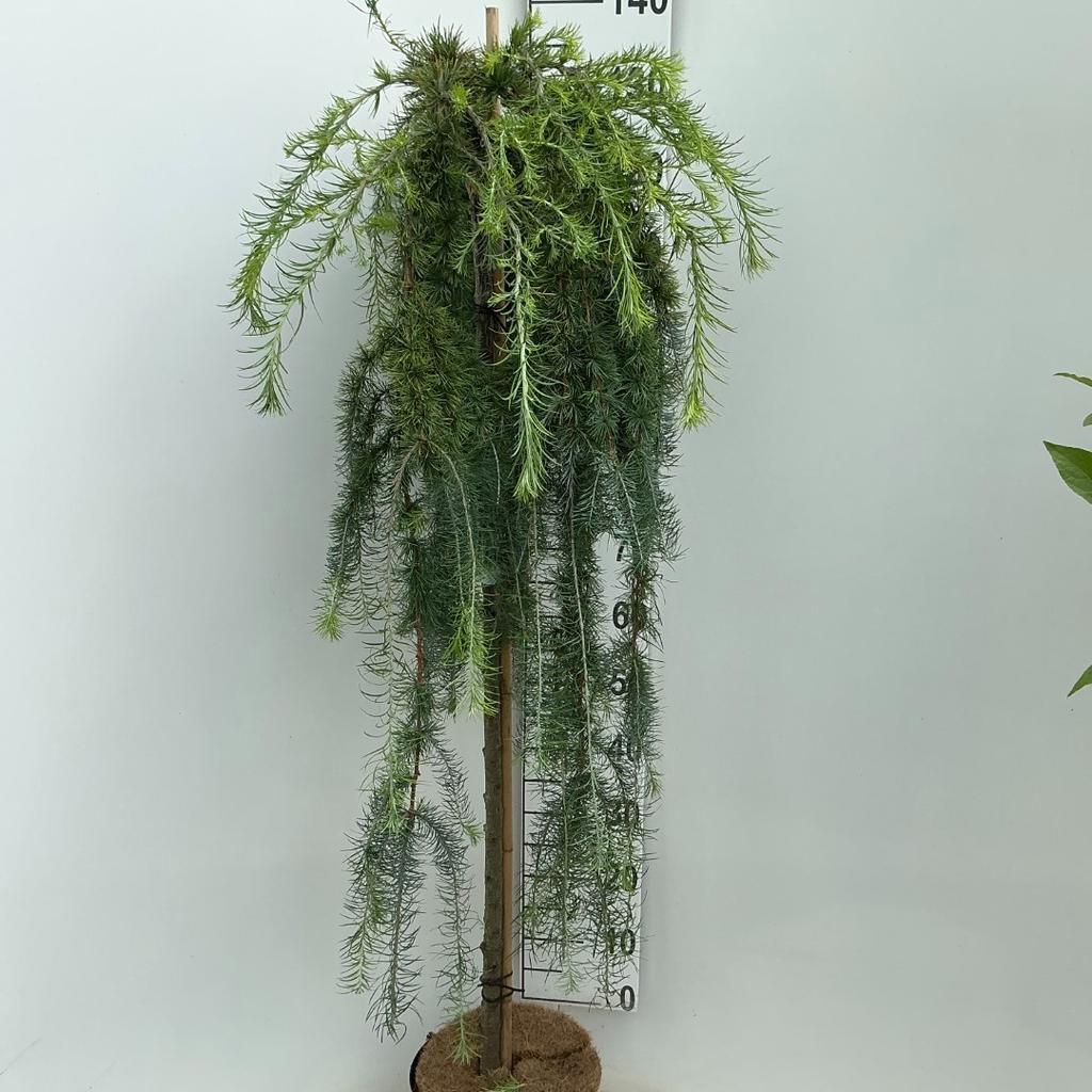 Picture of Larix kaempferi Stiff Weeper P26 (7.5 Ltr) 120/STD