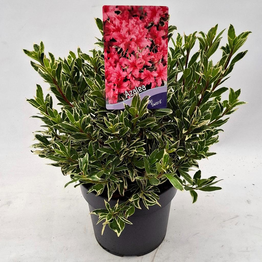 Obrazek Rhododendron (AJ) Silver Sword P19 (3 Ltr)