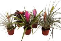 Bromelia in varieties