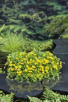 Lysimachia nummularia