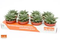 SuPure® - Gasteria flow 12 ROCKS