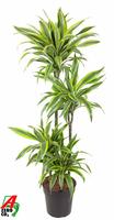 Dracaena Lemon Lime 90-60-30-15
