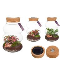 Wardians Terrarium - Pluto small + Solar & USB LED