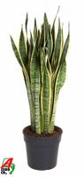Sansevieria laurentii